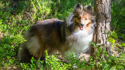 Obraz premium Chili the Shetland Sheepdog
