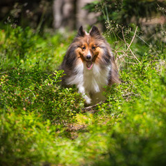 Chili the Shetland Sheepdog