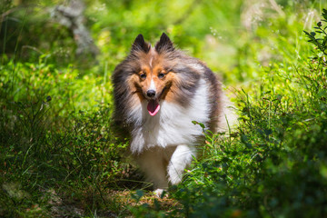 Chili the Shetland Sheepdog