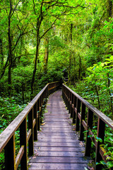 Fototapeta premium Leśna ścieżka dydaktyczna, aby zobaczyć naturalne piękno lasu