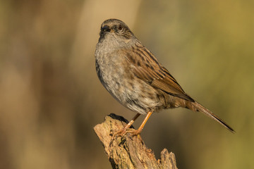 Dunnock