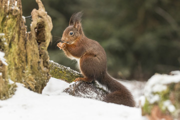 Naklejka na ściany i meble Red Squirrel in winter