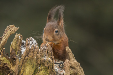 Red Squirrel in winter
