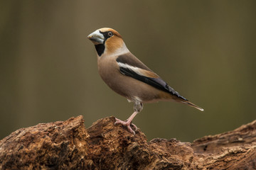 Hawfinch