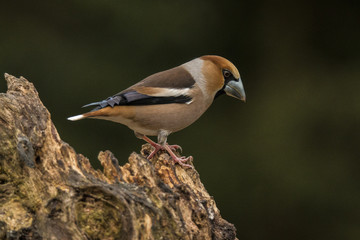 Hawfinch