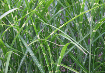 Long green grass and purple background