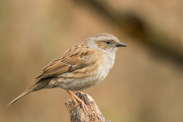 Dunnock