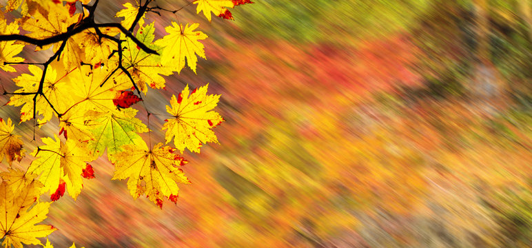 easy picture beautiful maple autumn landscape background