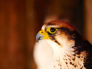 Rapace