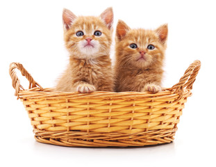 Fototapeta na wymiar Small kittens in a basket.