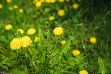 yellow dandelions in the grass