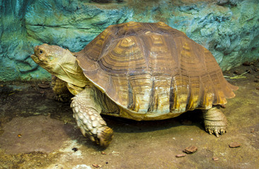 Big Turtle in zoo. giant tortoise resting