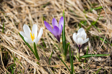 Crocus flowers in high mountains