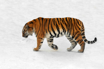 Fototapeta premium Tygrys syberyjski (Panthera tigris altaica), znany również jako tygrys amurski, jedzie na śniegu