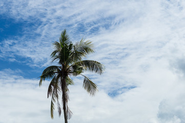 Fototapeta na wymiar Tropical Palm Trees 