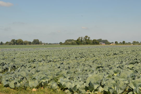 Kohlfeld