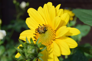 Insekten