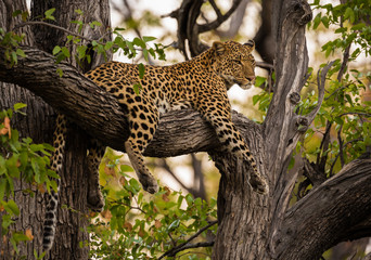 Fototapeta na wymiar Leopard at rest in Okavango Delta Botswana