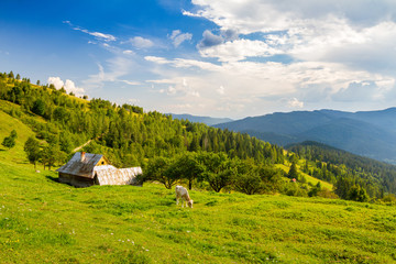 Green meadow in Ukrainian Carpathian mountains with wooden house and cow on pastures
