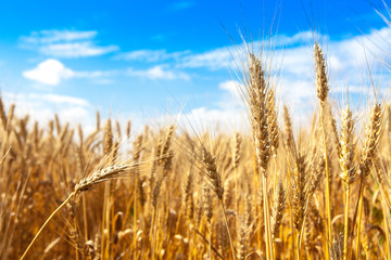 gold ripe wheat blue sky background. winter wheat field in sunlight closeup, shallow depth of field. Agriculture, agronomy and farming background. Harvest concept.