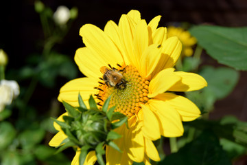 Insekten