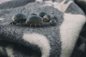 If mites would be visible - 3d rendering