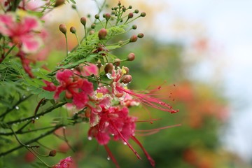 Barbados Pride pink color freshness on tree with raindrops in nature background