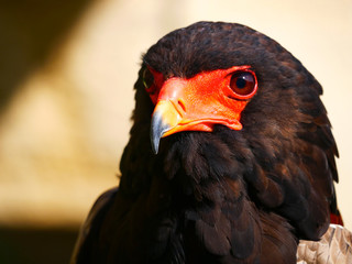 Aigle