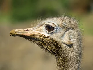 Photo sur Plexiglas Autruche Cabeza de avestruz
