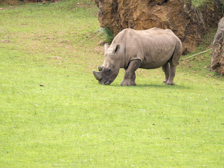 Obraz premium Rinoceronte pastando