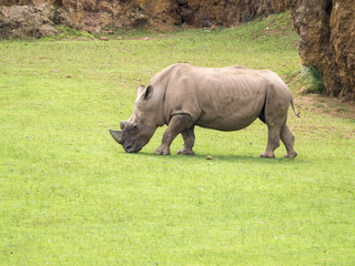 Obraz premium Rinoceronte pastando