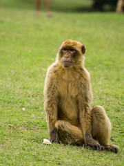 Mono de Gibraltar