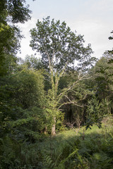 Obraz premium Paisaje de montaña Cantábrica