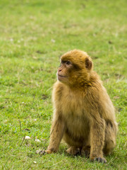 Mono de Gibraltar
