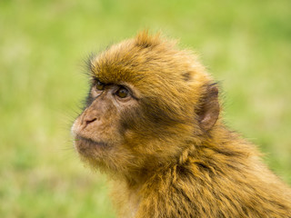 Mono de Gibraltar