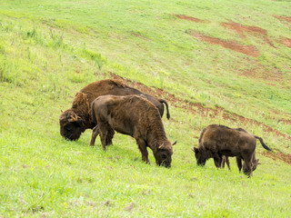 Fototapeta premium Manada de bisontes en libertad