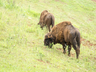 Pareja de bisontes en libertad