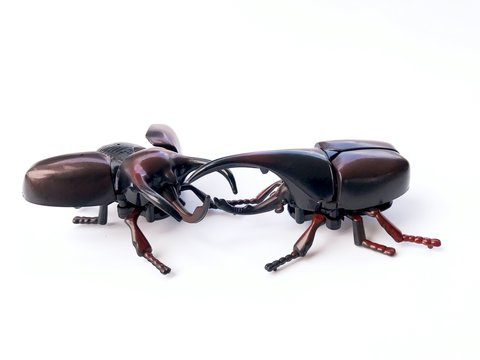 Dynastinae on white background