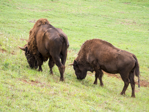 Pareja de bisontes en libertad