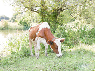 Naklejka na ściany i meble cow eating grass in a field near the river