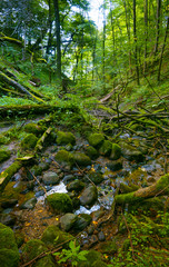 Obraz premium Ravine in the forest covered with a windbreak