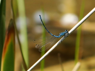 Libelle