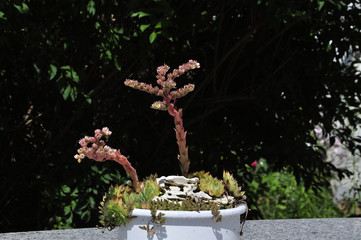 Hauswurz (Sempervirum) in weisser Keramikschale 