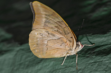 Full size bride butterfly sitting