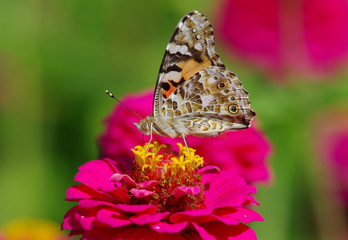 Butterfly on the flower