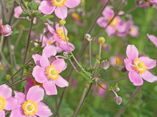 Obraz premium Herbst-Anemone, Anemone hupehensis