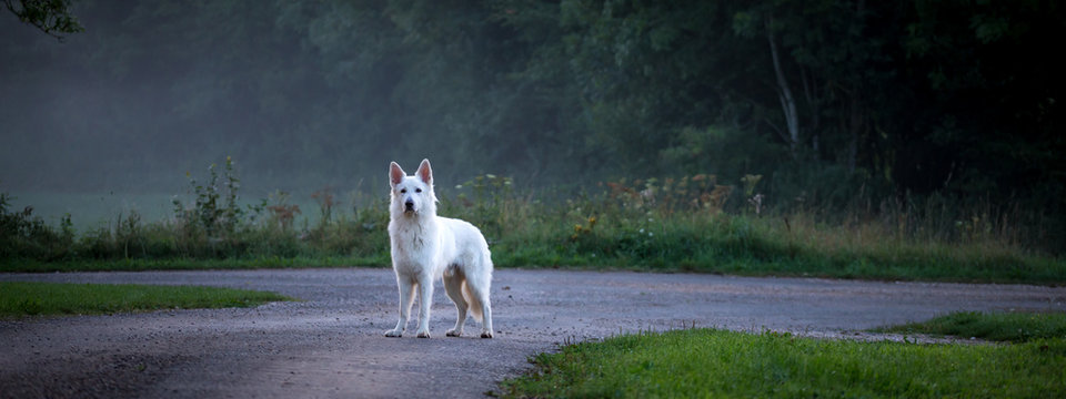 panorama avec un chien blanc sur une route de campagne avec de la brume