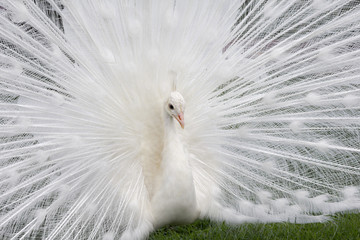 Obraz premium White Peacock Finery. Nizhny Novgorod, Russia.