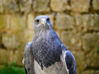 Aigle bleu