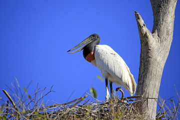 Jabiru (Jabiru mycteria) in its Nest. Pantanal, Brazil